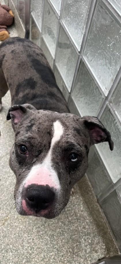 Enlarge Chance, a Adoptable mixed breed in Washington, DC image 1/2