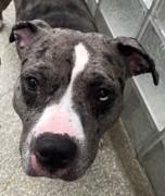 Enlarge Chance, a Adoptable mixed breed in Washington, DC image 2/2