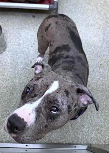 Chance, Adoptable, Adult Female Pit Bull Terrier & Mixed Breed.