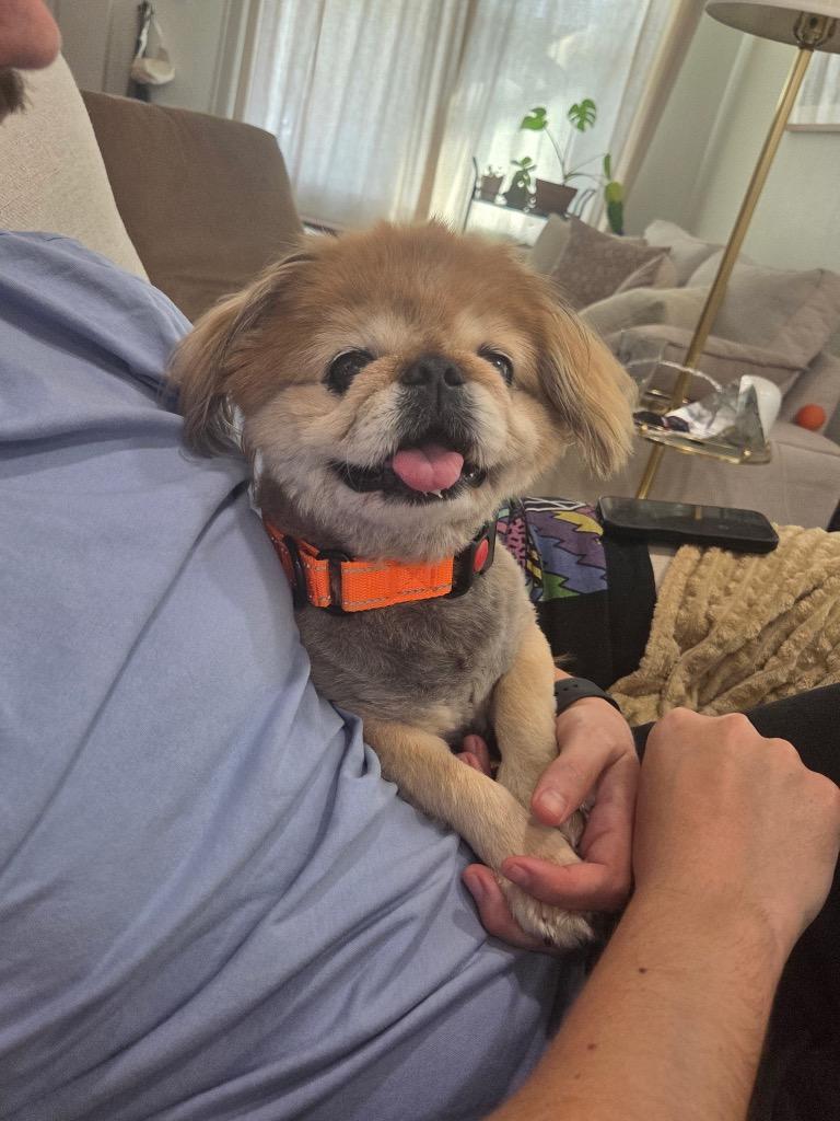 Enlarge Bunny, a Adoptable Pekingese in Bryan, TX image 1/5