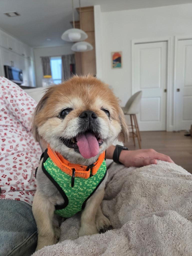 Enlarge Bunny, a Adoptable Pekingese in Bryan, TX image 2/5