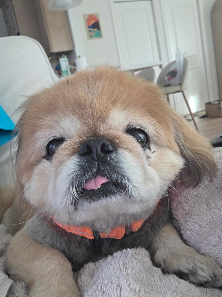 Enlarge Bunny, a Adoptable Pekingese in Bryan, TX image 3/5