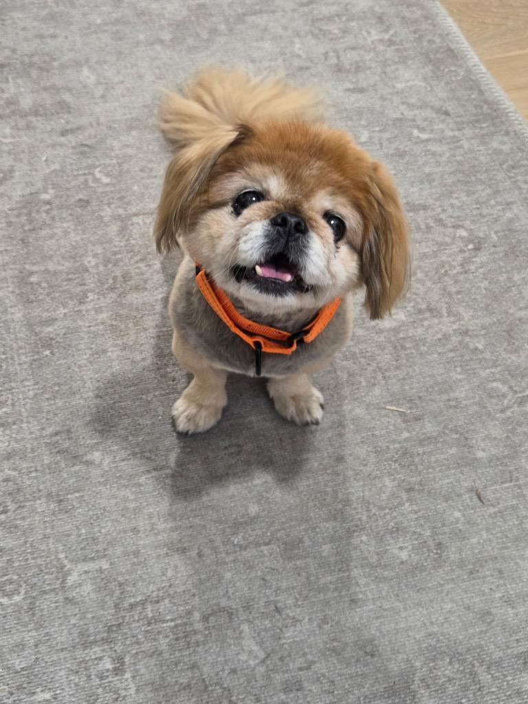 Enlarge Bunny, a Adoptable Pekingese in Bryan, TX image 4/5