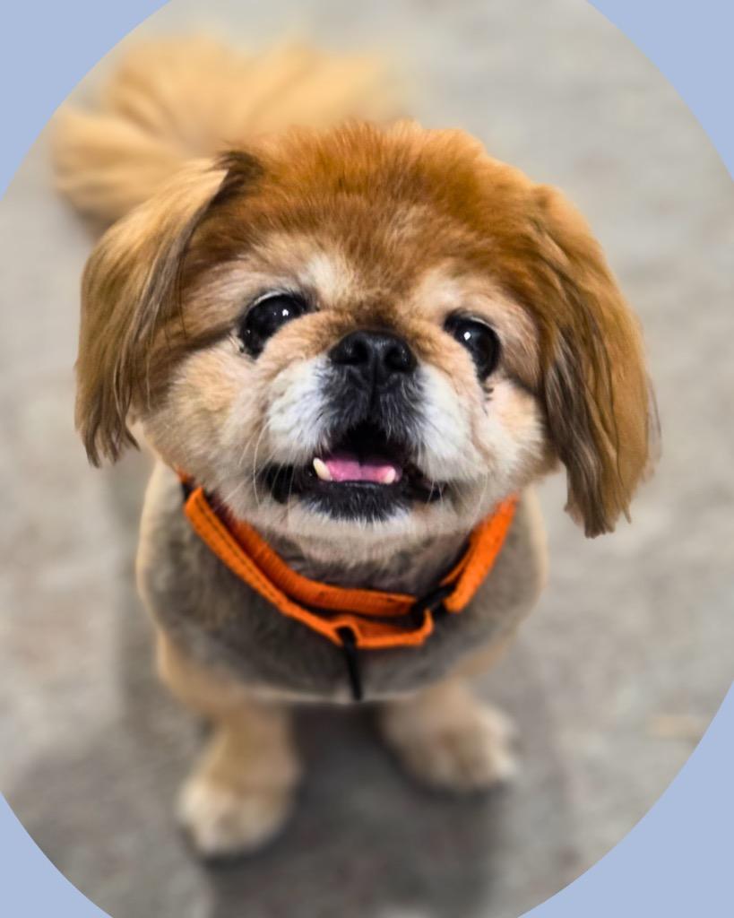 Enlarge Bunny, a Adoptable Pekingese in Bryan, TX image 5/5