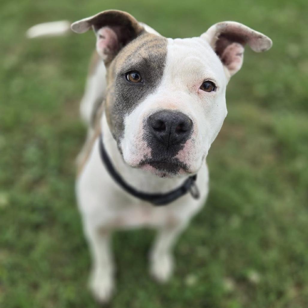 Enlarge Kia, a Adoptable Mixed Breed in Madison, WI image 1/6