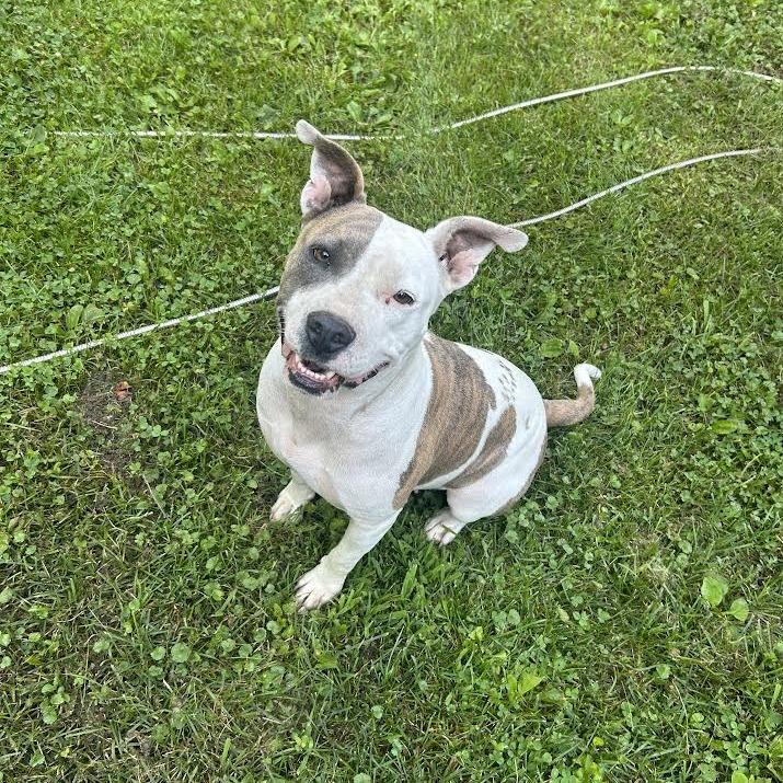 Enlarge Kia, a Adoptable Mixed Breed in Madison, WI image 2/6
