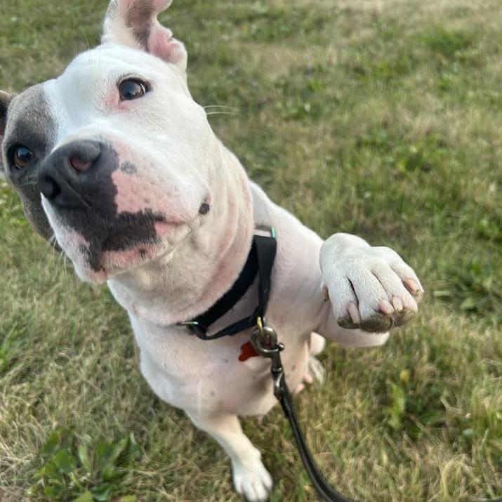 Enlarge Kia, a Adoptable Mixed Breed in Madison, WI image 4/6
