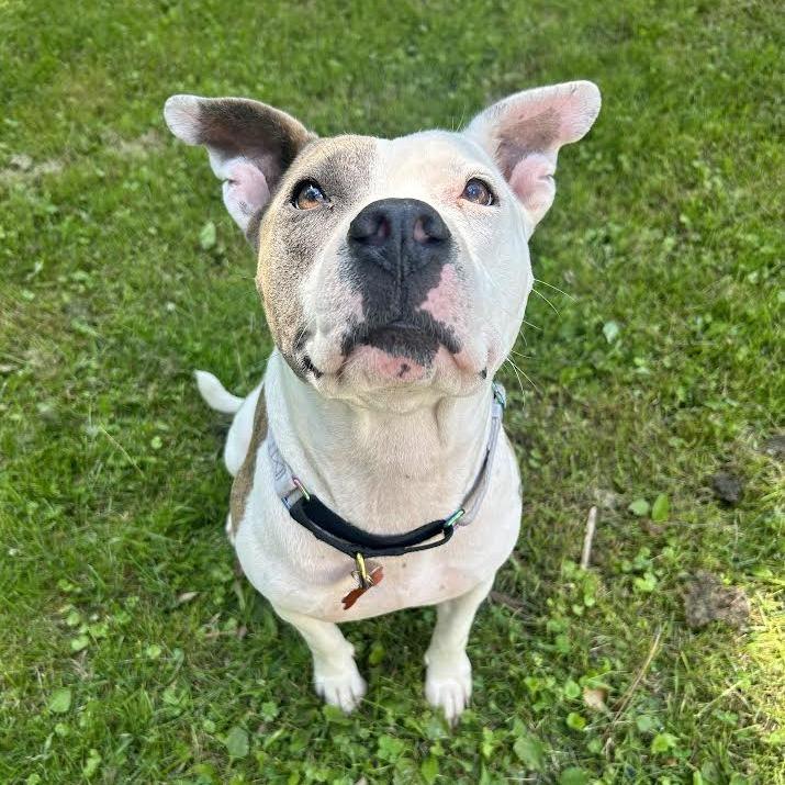Enlarge Kia, a Adoptable Mixed Breed in Madison, WI image 5/6