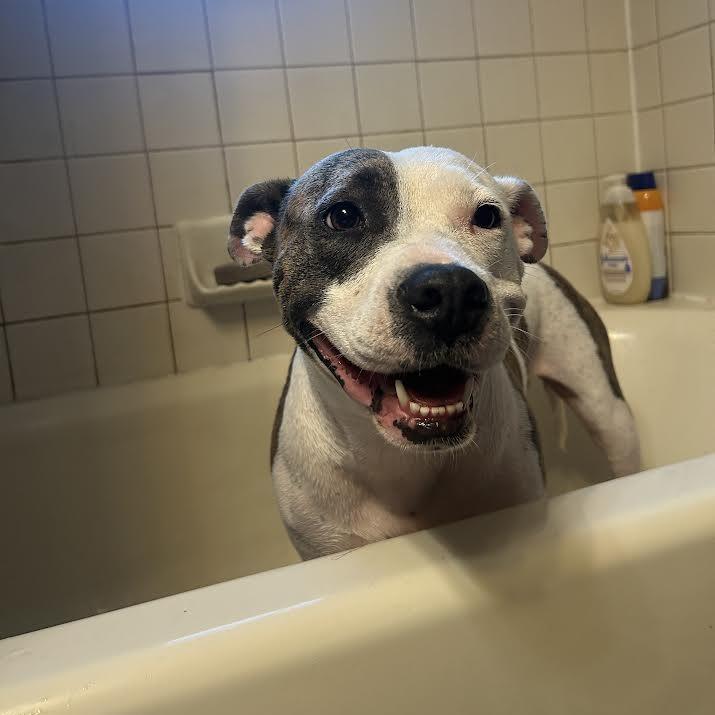Enlarge Kia, a Adoptable Mixed Breed in Madison, WI image 6/6