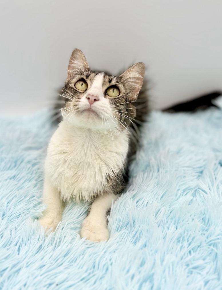 Flutter, Adoptable, Young Female Domestic Long Hair.