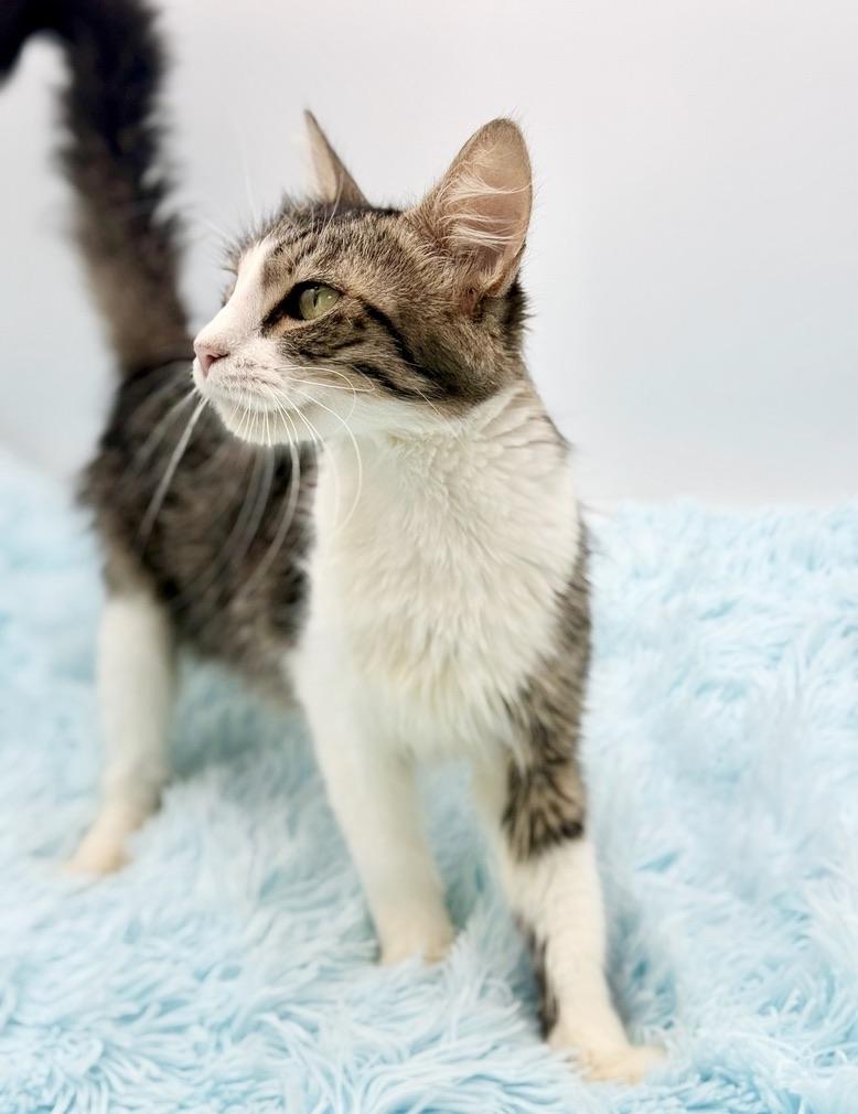 Enlarge Flutter, a Adoptable Domestic Long Hair in Covington, LA image 4/6