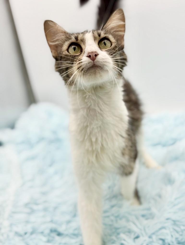 Enlarge Flutter, a Adoptable Domestic Long Hair in Covington, LA image 5/6