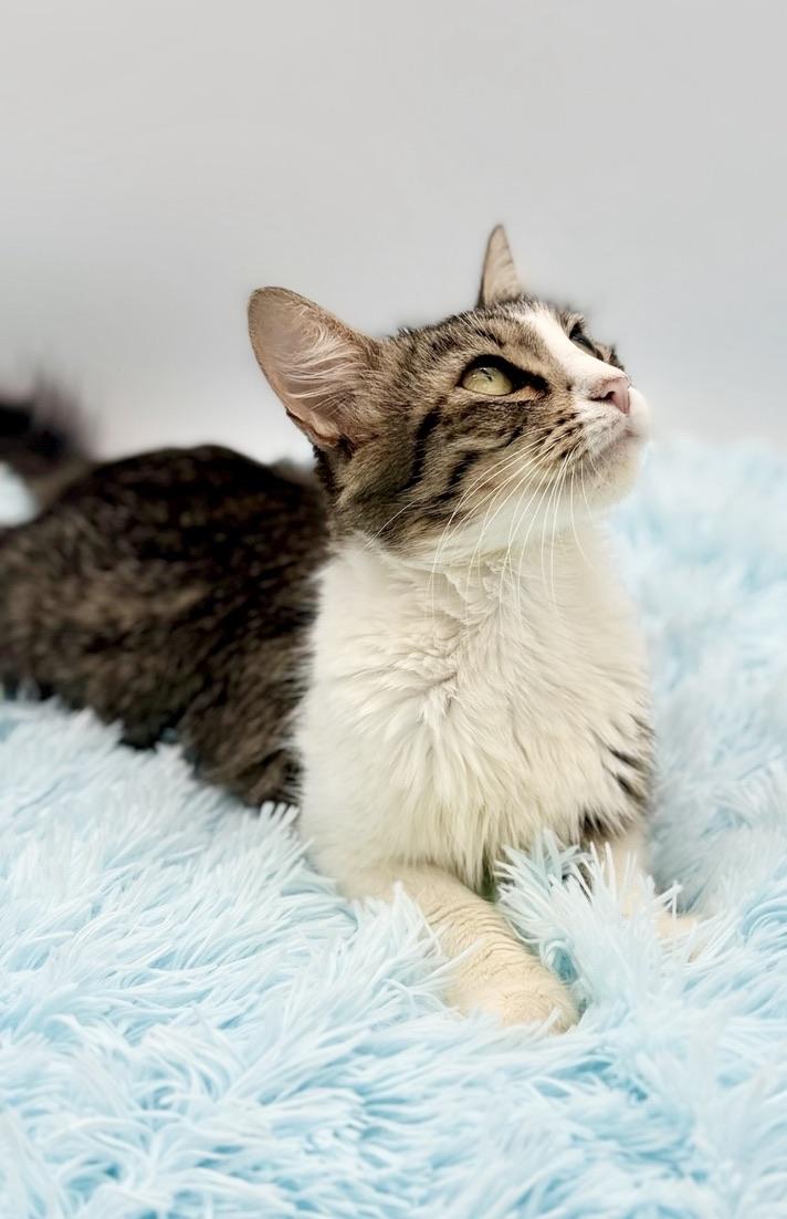 Enlarge Flutter, a Adoptable Domestic Long Hair in Covington, LA image 2/6