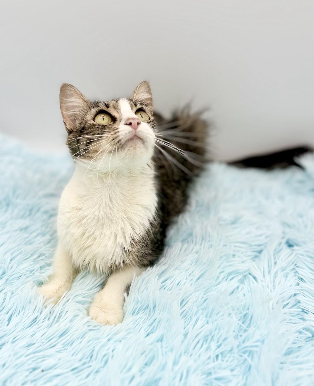 Enlarge Flutter, a Adoptable Domestic Long Hair in Covington, LA image 6/6