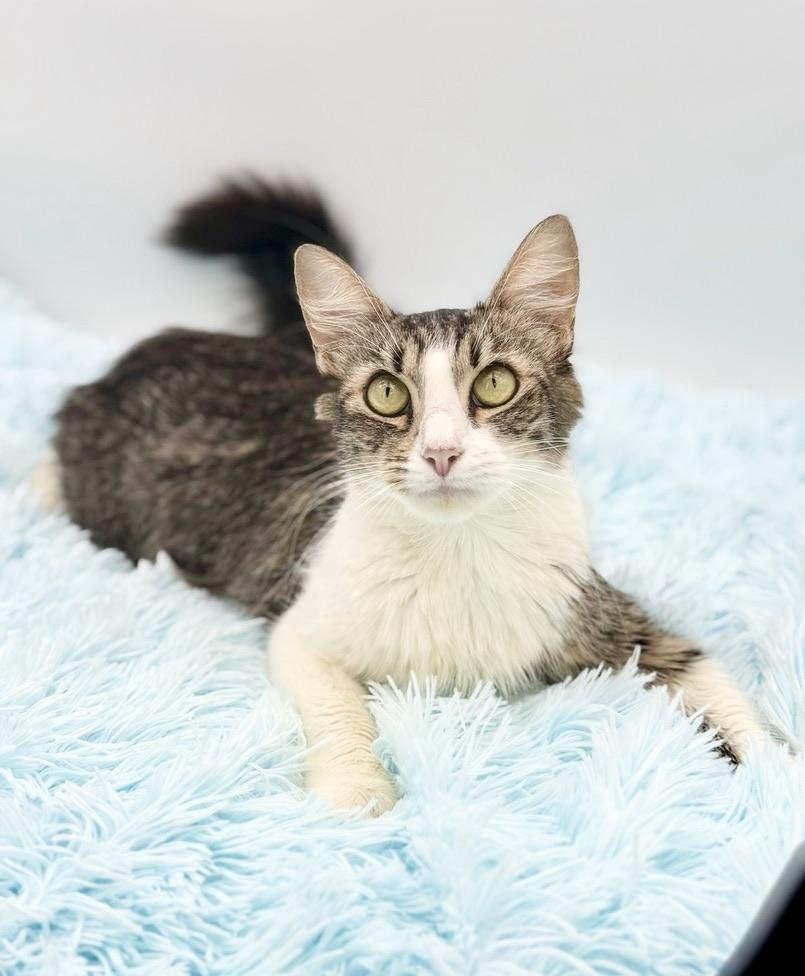 Enlarge Flutter, a Adoptable Domestic Long Hair in Covington, LA image 3/6