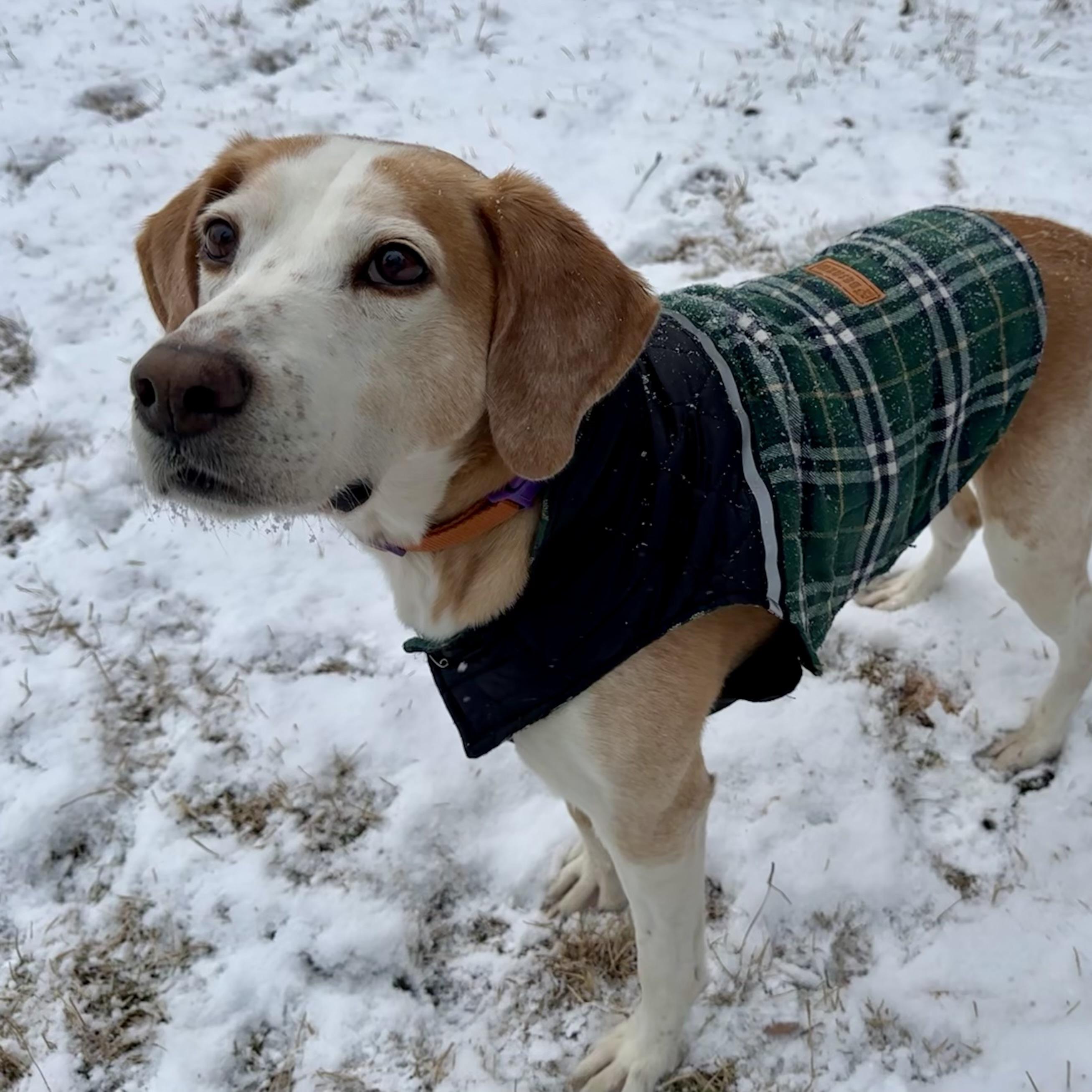 Jackson — thumbnail 2