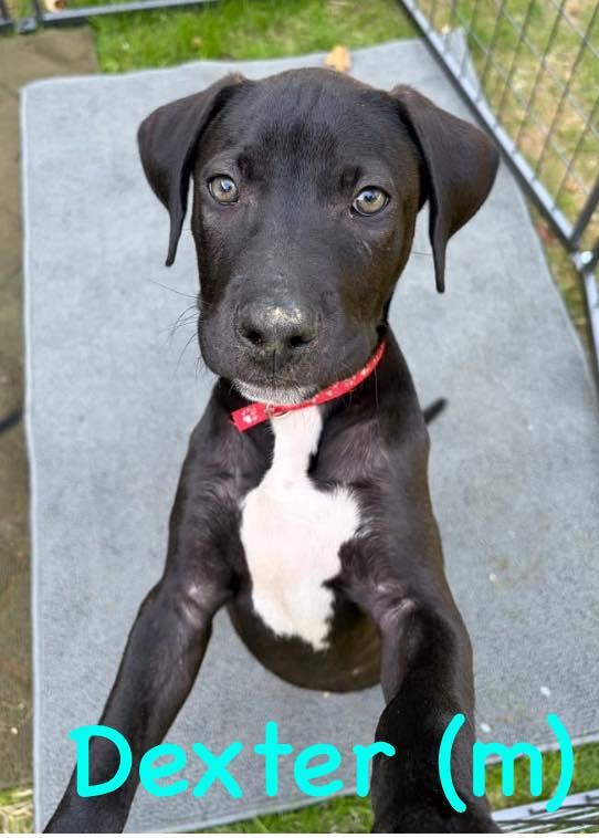 Dexter, Adoptable, Young Male Mixed Breed.