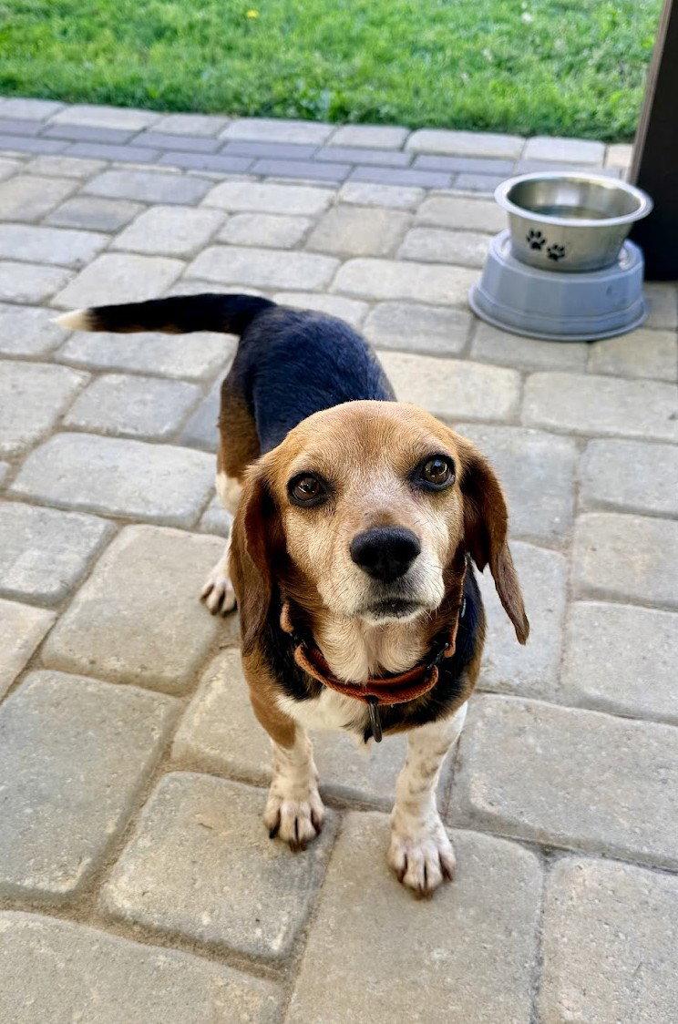 Sadie, Adoptable, Adult Female Beagle.