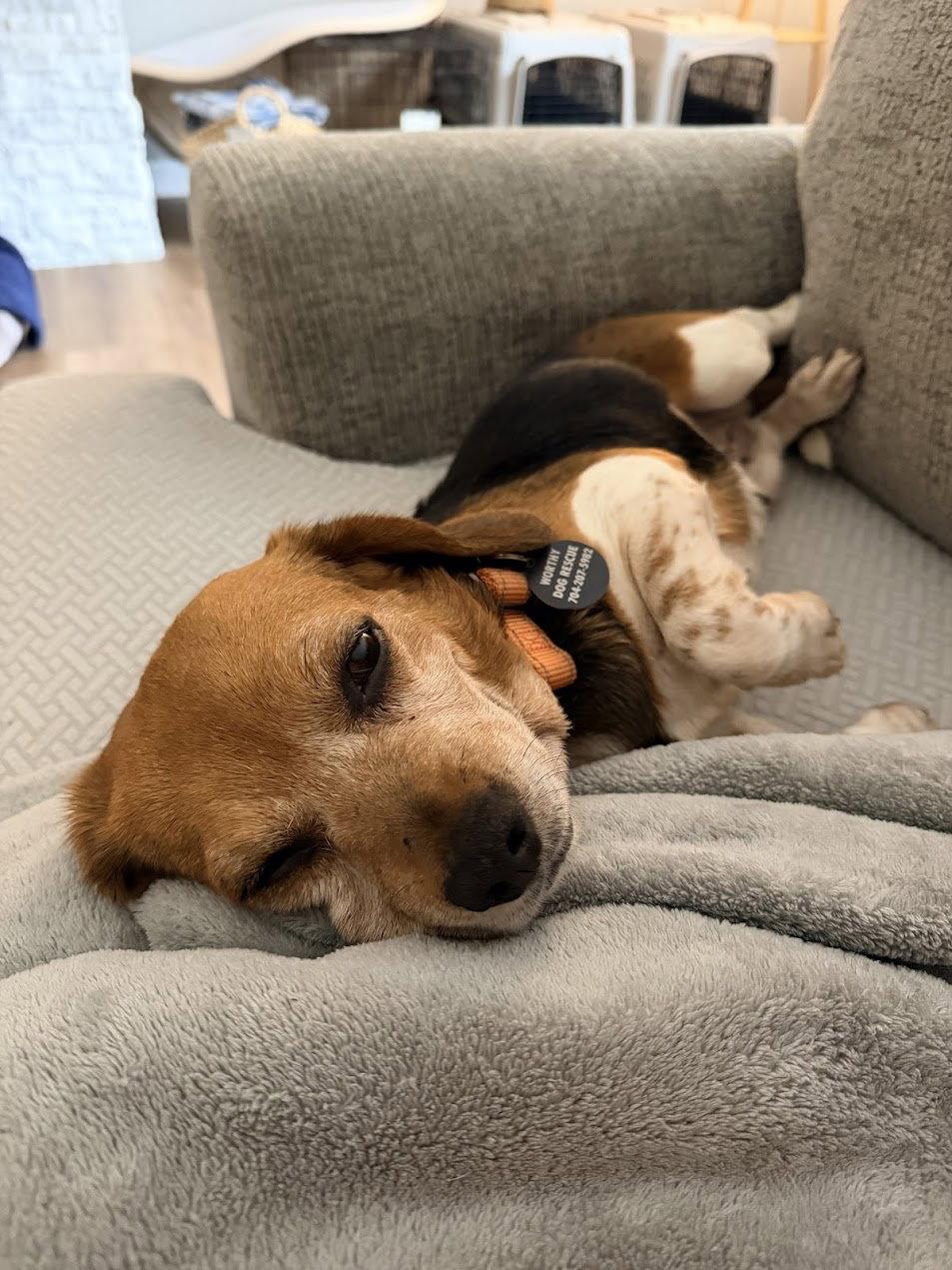 Sadie, a Adoptable Beagle in Arlington, VA image 2/3