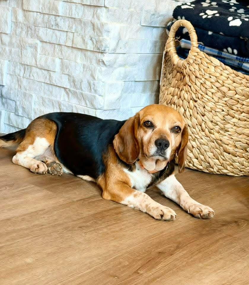 Sadie, a Adoptable Beagle in Arlington, VA image 3/3