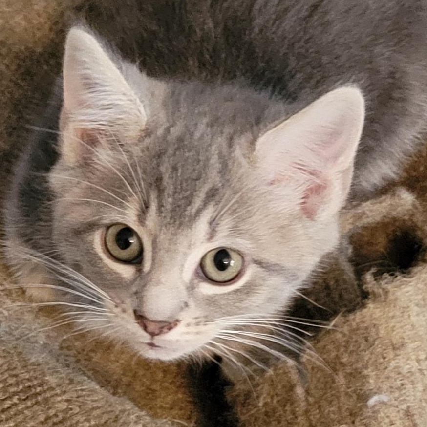 Enlarge Elora, a ADOPTABLE Domestic Short Hair in Sanford, NC image 6/6