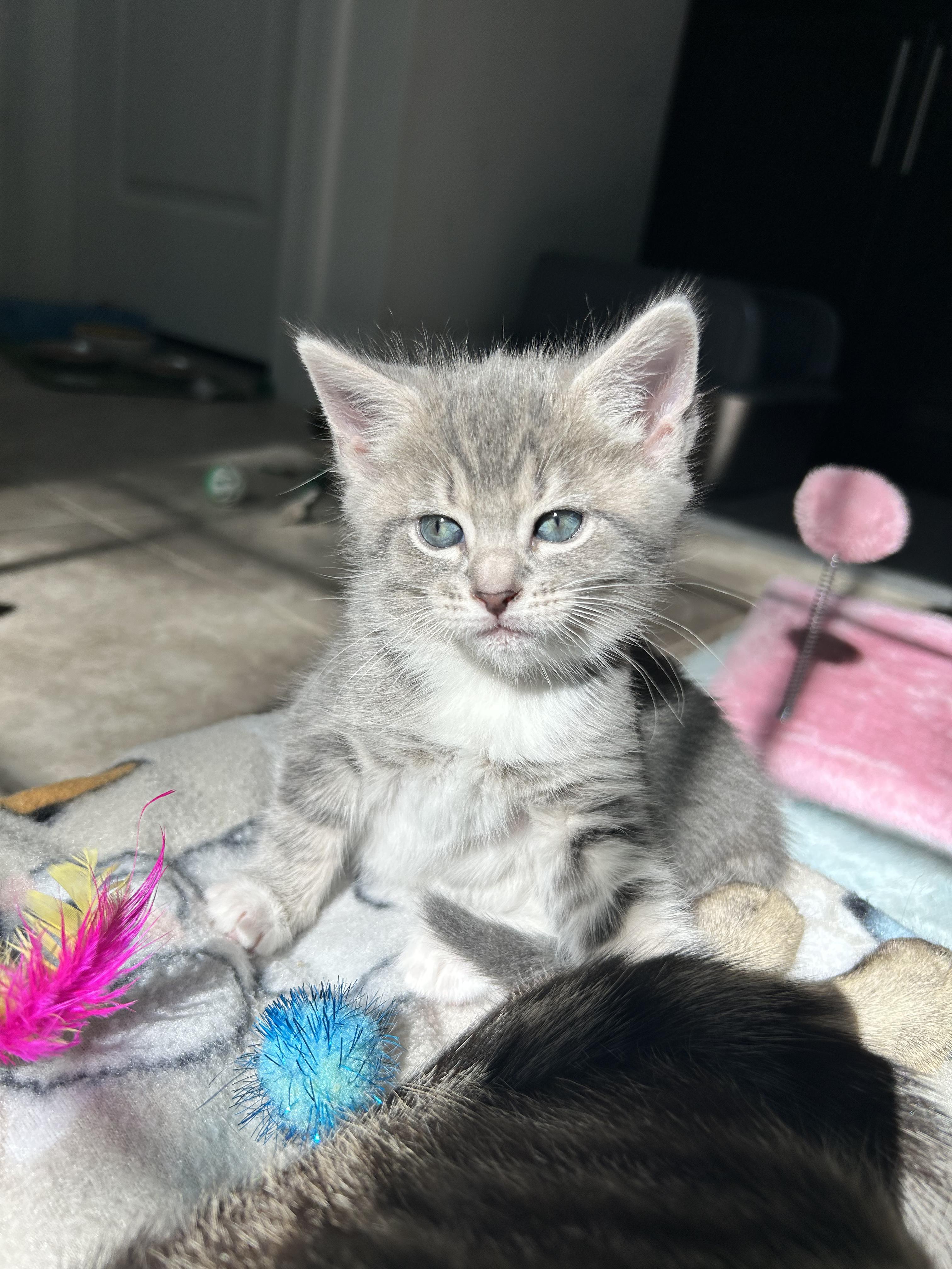 Enlarge Elora, a ADOPTABLE Domestic Short Hair in Sanford, NC image 4/6