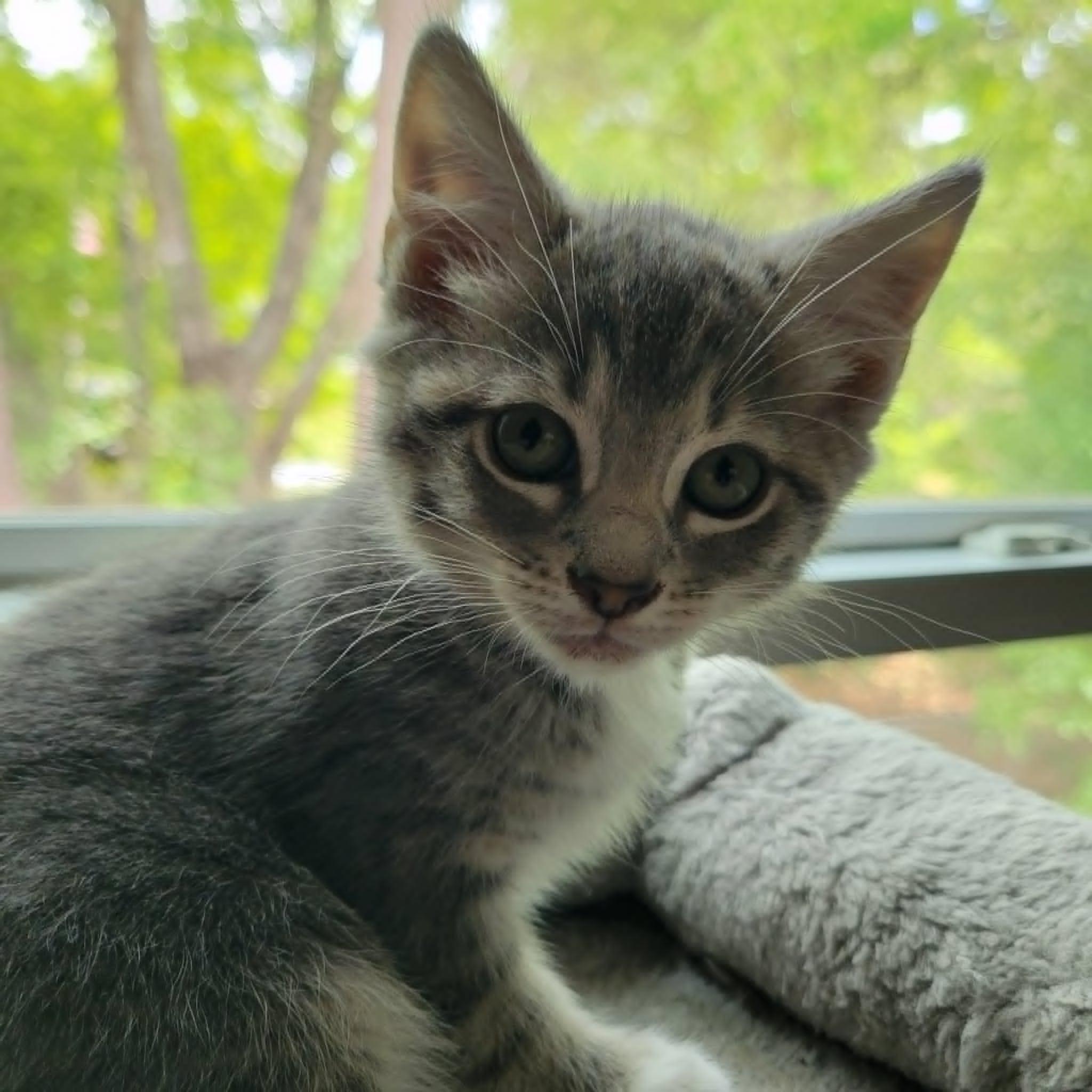 Enlarge Elora, a ADOPTABLE Domestic Short Hair in Sanford, NC image 5/6