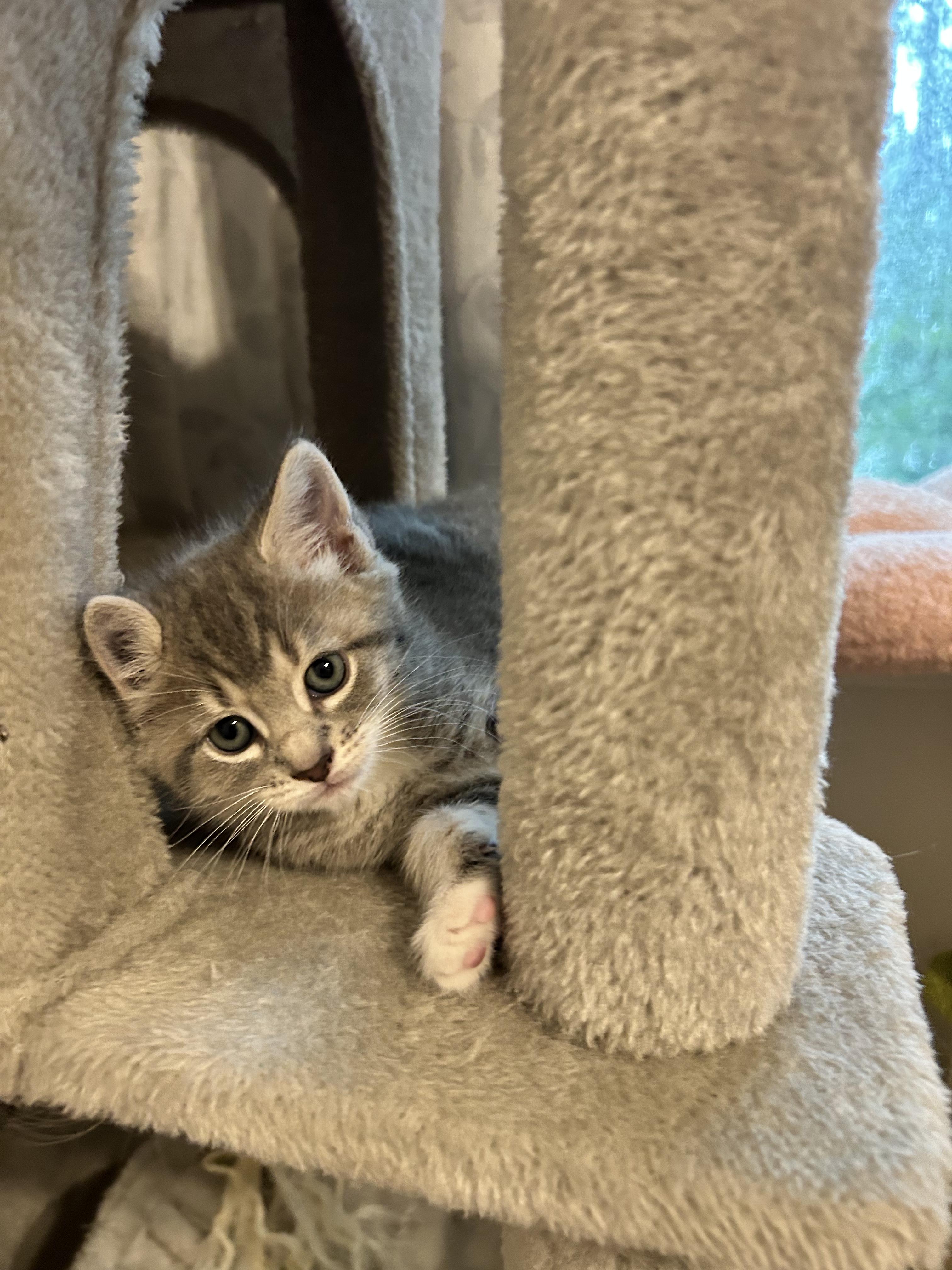 Enlarge Elora, a ADOPTABLE Domestic Short Hair in Sanford, NC image 3/6