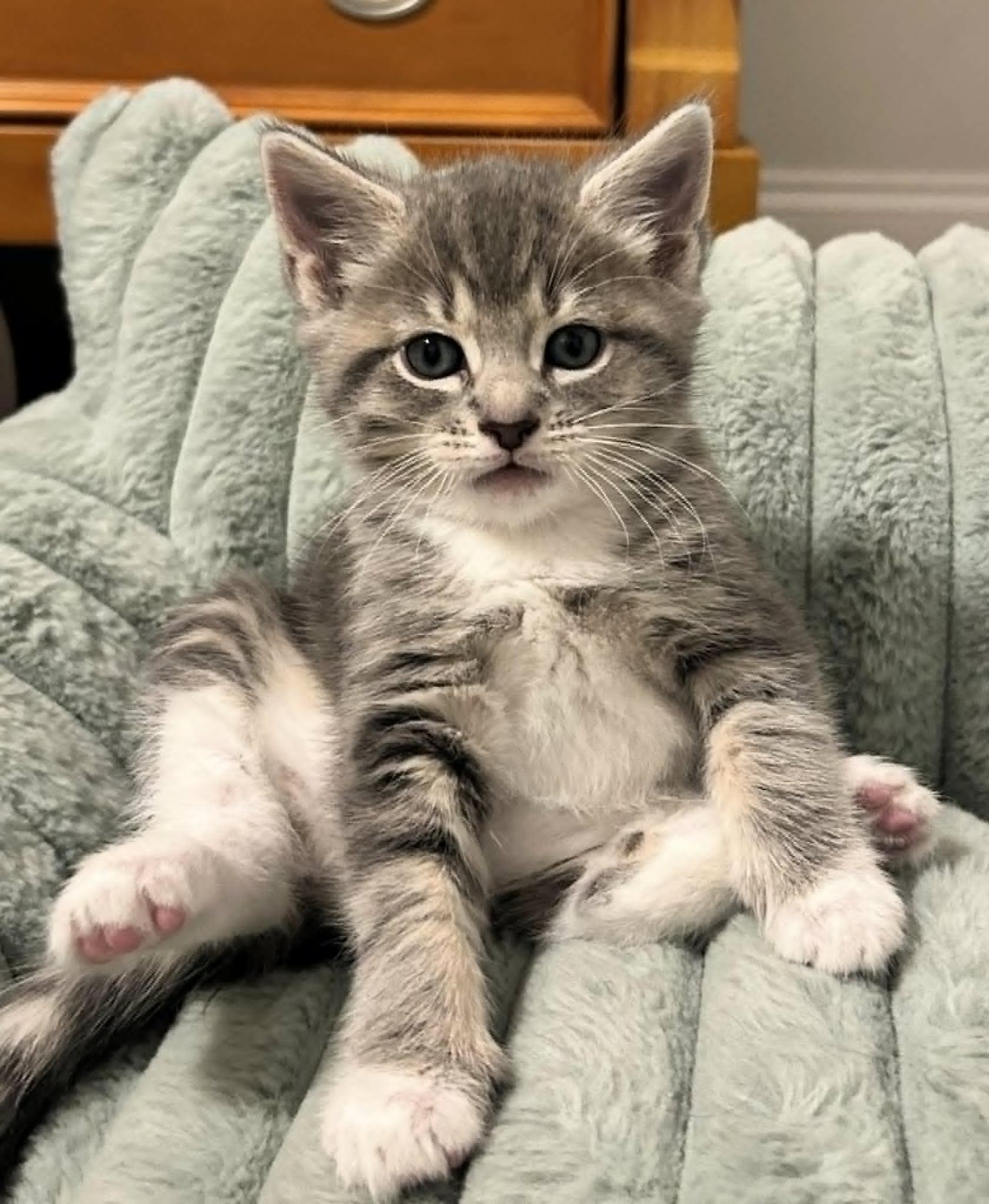 Elora, ADOPTABLE, Kitten Female Domestic Short Hair.