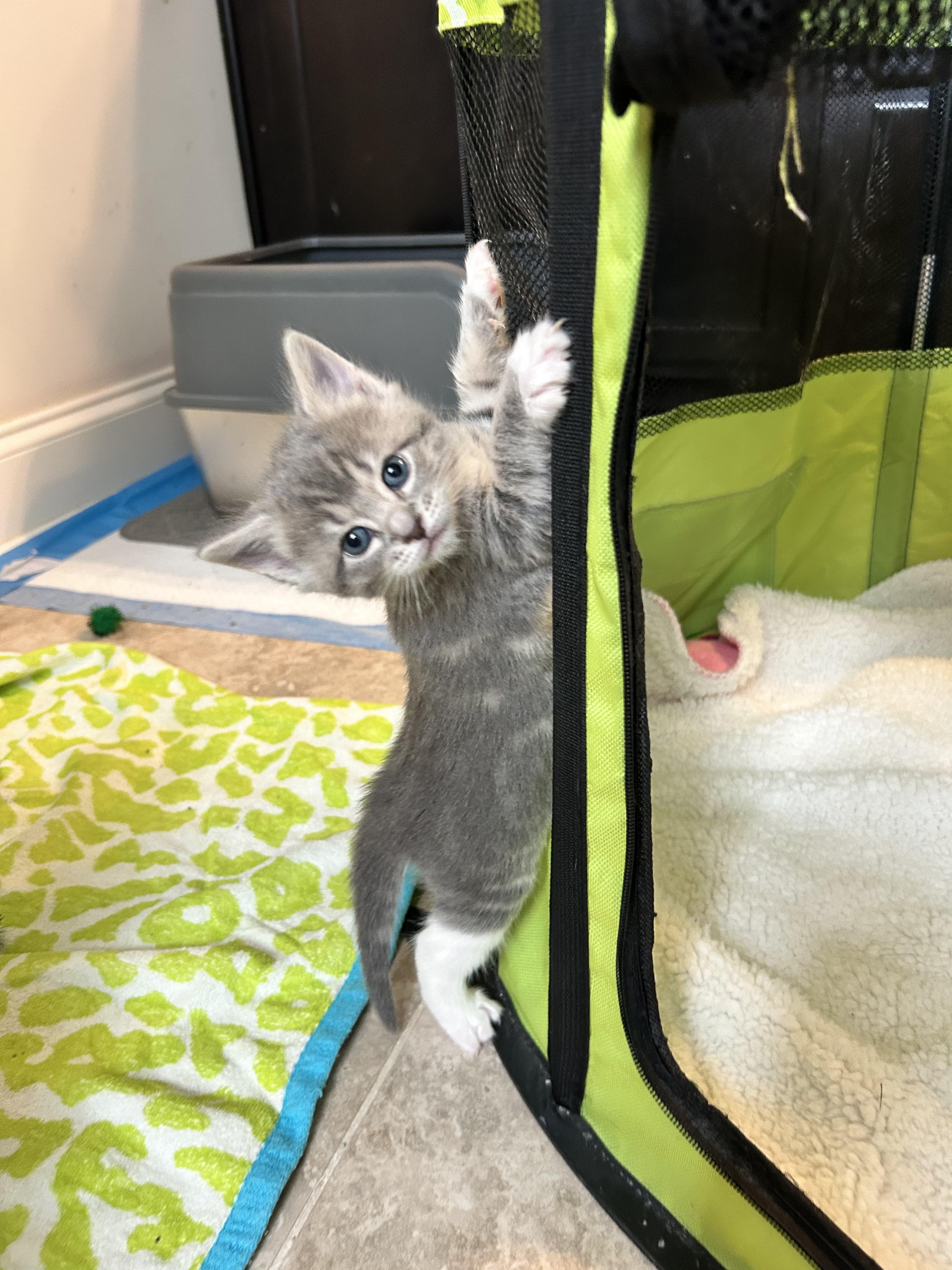 Enlarge Elora, a ADOPTABLE Domestic Short Hair in Sanford, NC image 2/6