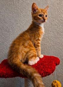 Eren, ADOPTABLE, Young Male Domestic Short Hair.