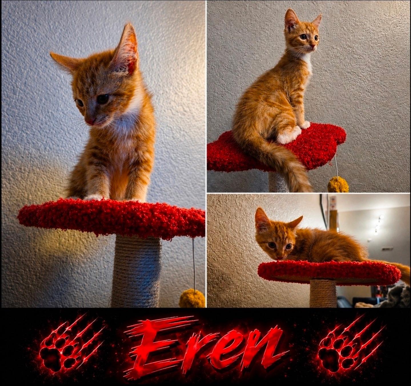 Enlarge Eren, a ADOPTABLE Domestic Short Hair in Tucson, AZ image 2/2
