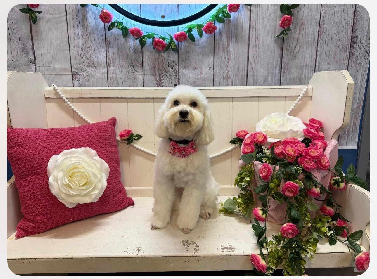 Bambi, adopted, Young Female Bichon Frise & Mixed Breed.