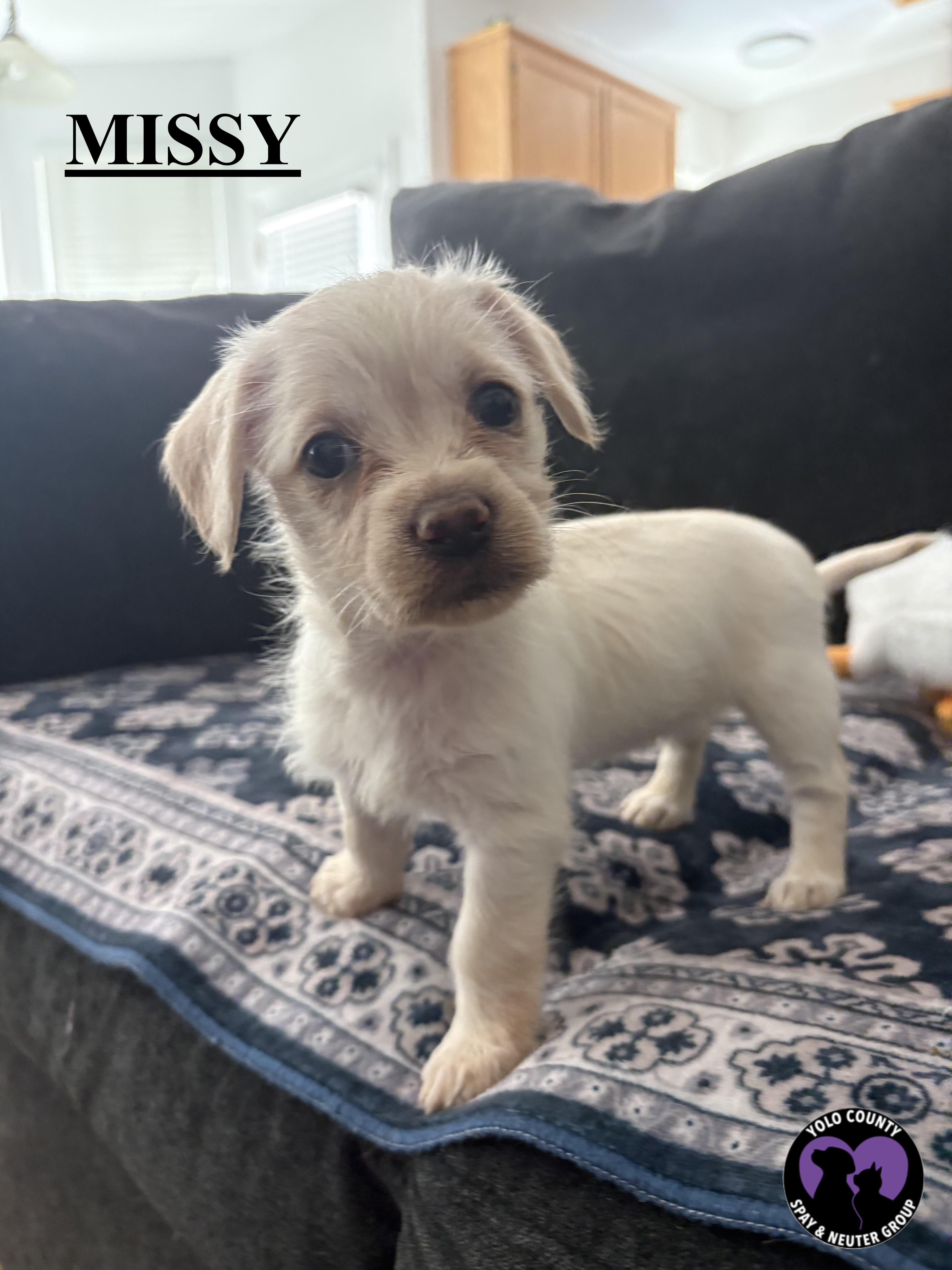 MISSY FROM THE BIG BANG THEORY LITTER , ADOPTABLE, Puppy Female Shih Tzu.