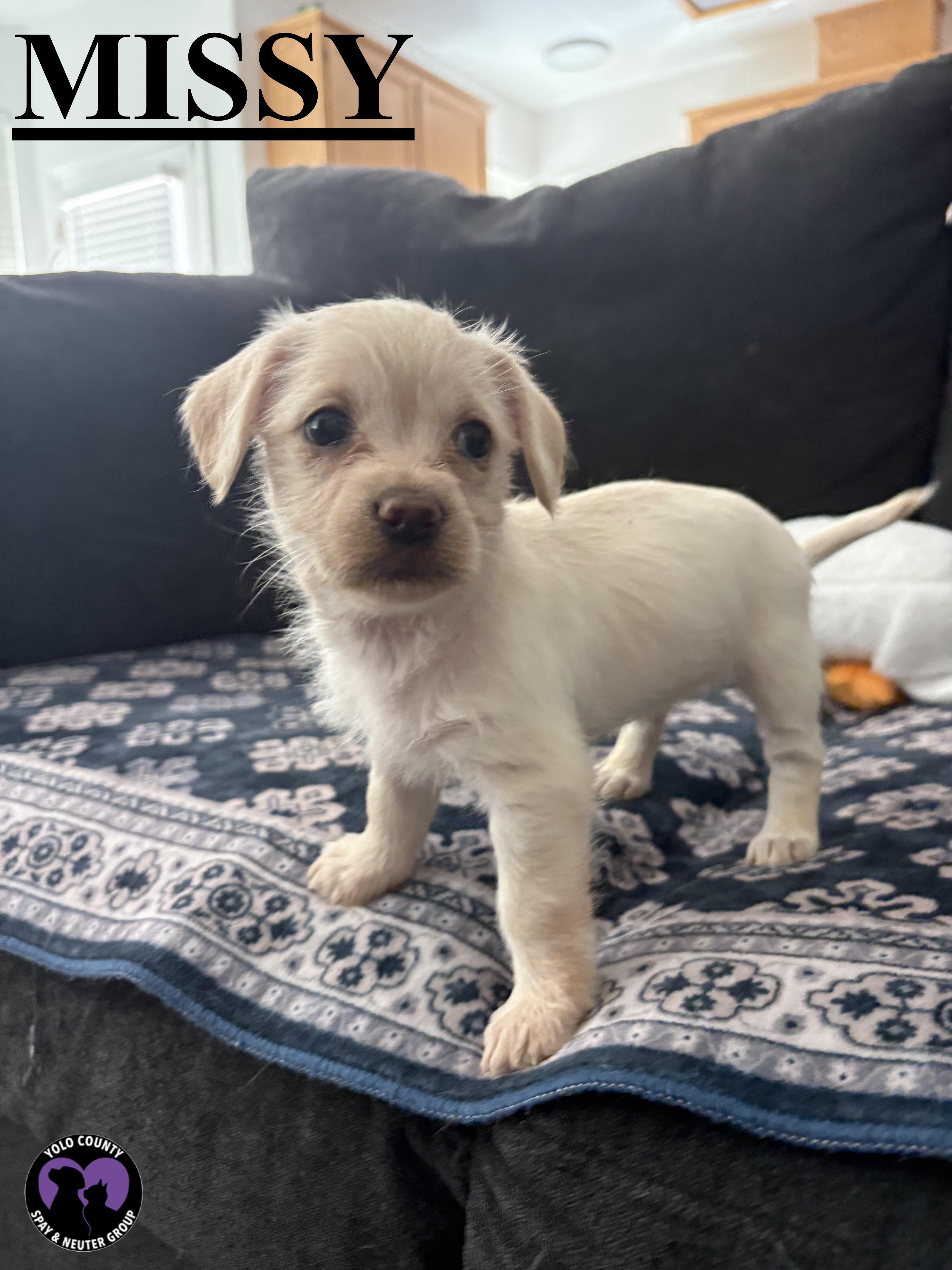 Enlarge MISSY FROM THE BIG BANG THEORY LITTER , a ADOPTABLE mixed breed in woodland, CA image 4/4