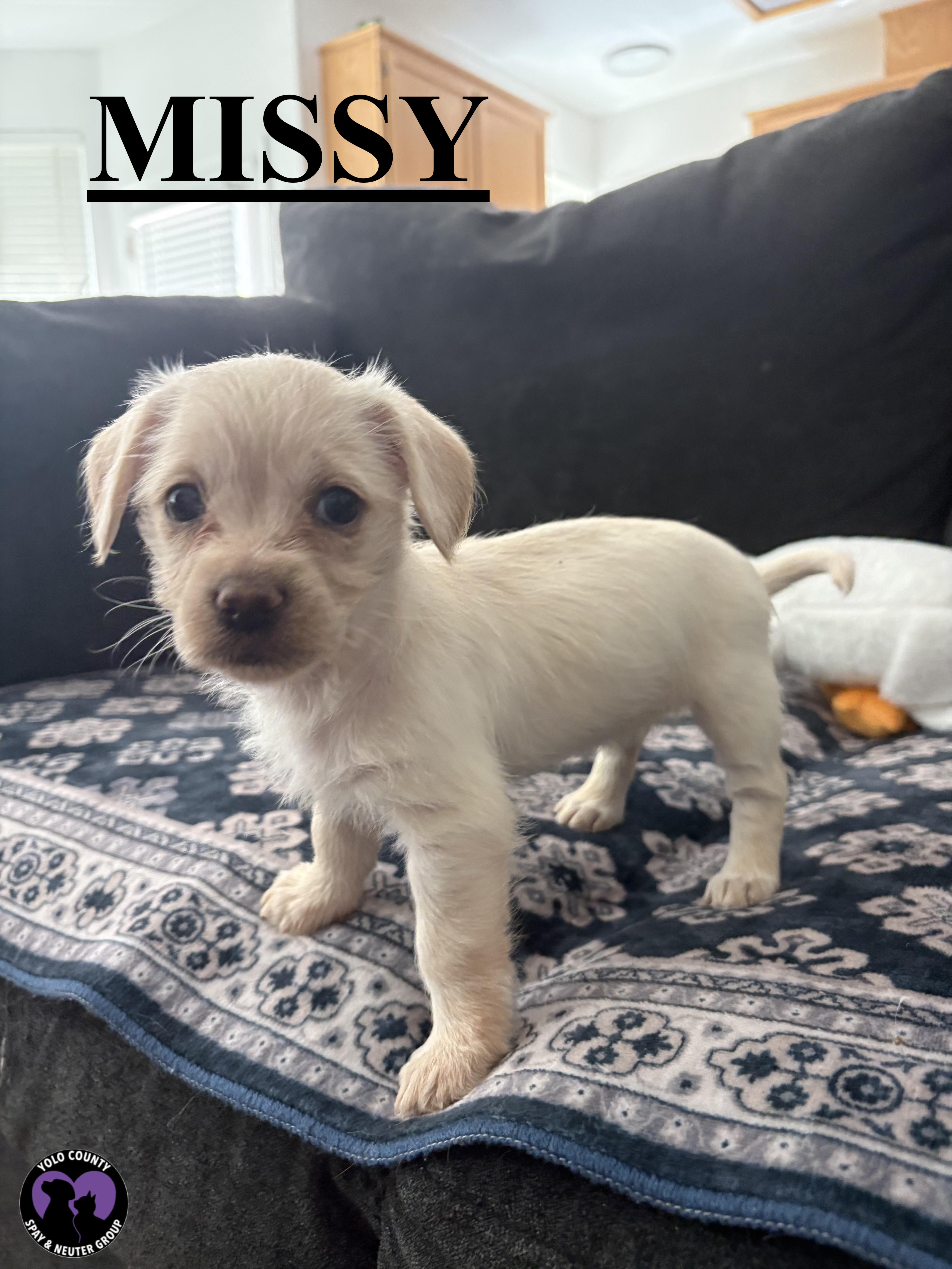 Enlarge MISSY FROM THE BIG BANG THEORY LITTER , a ADOPTABLE mixed breed in woodland, CA image 2/4