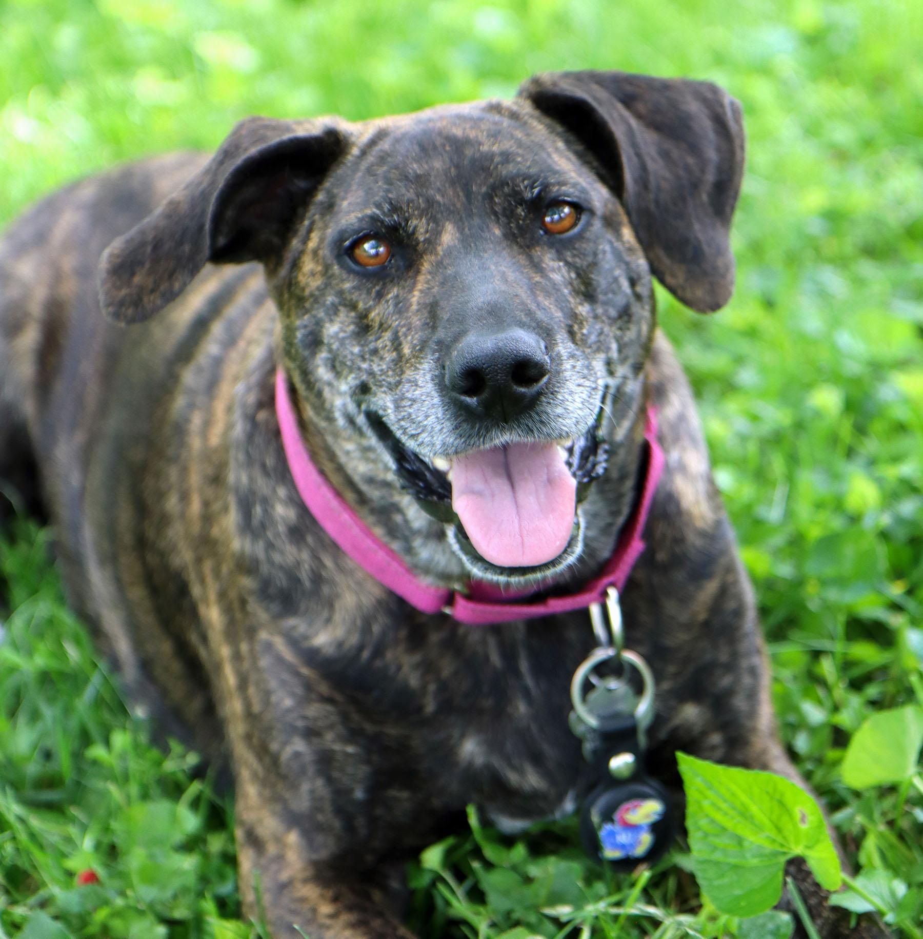 Gracie