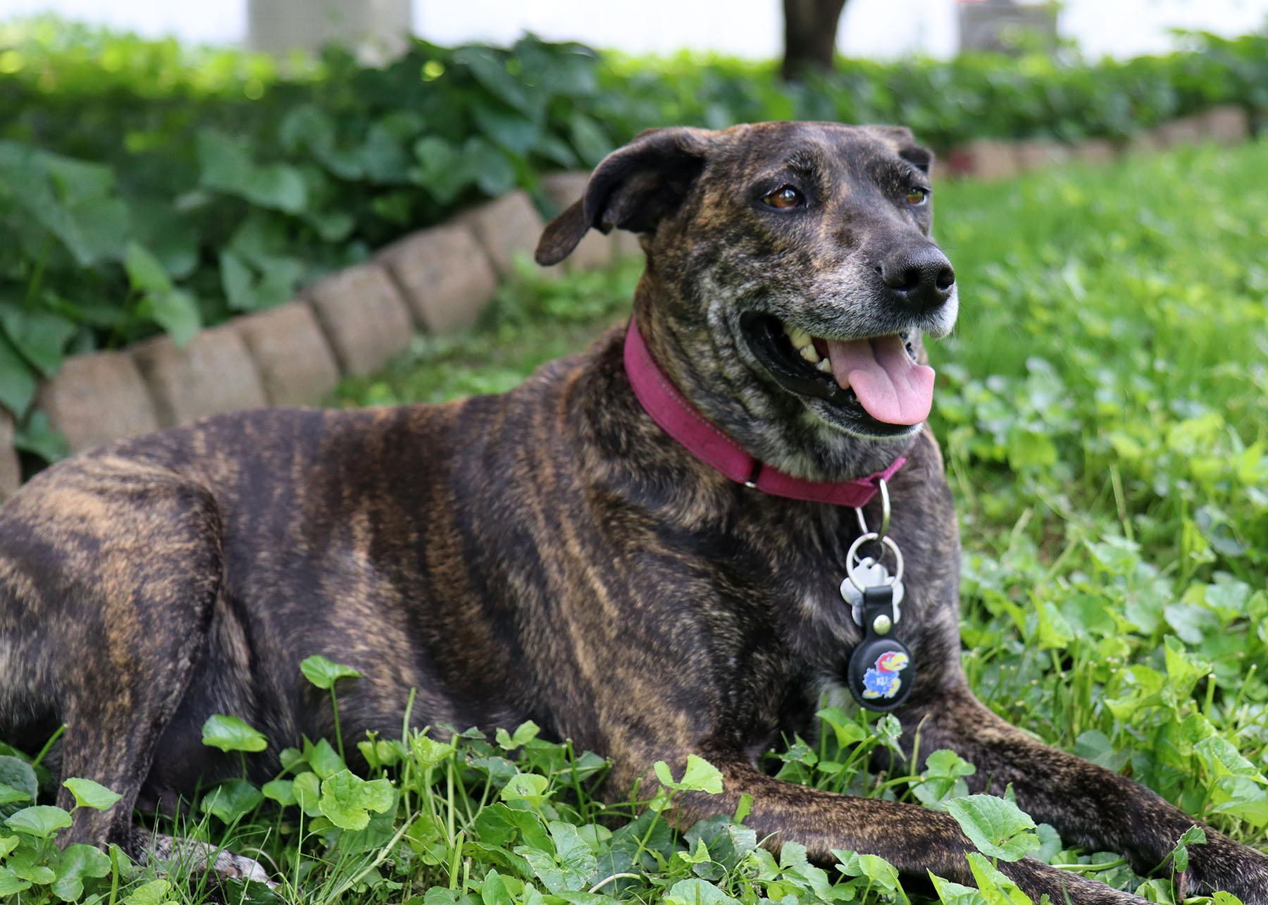 Gracie