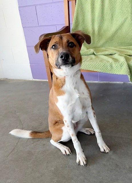 **BERNIE**, Adoptable, Young Male Australian Shepherd & Beagle.