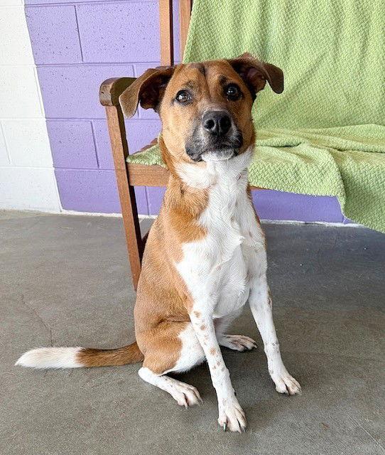 Enlarge **BERNIE**, a Adopted mixed breed in North Prairie, WI image 2/3