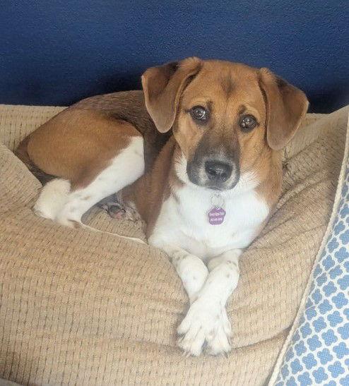 **BERNIE**, Adoptable, Young Male Australian Shepherd & Beagle.