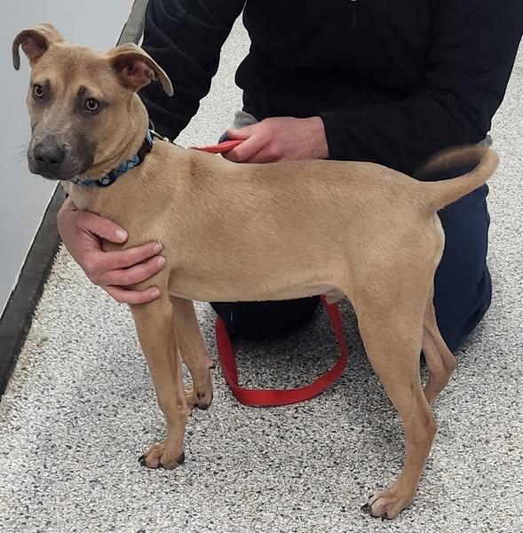 Enlarge Huck, a Adoptable mixed breed in Knoxville, IA image 2/3