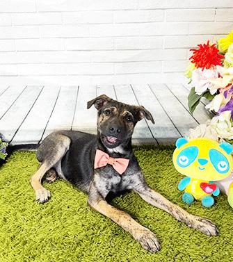 Enlarge AUGGIE, a ADOPTABLE mixed breed in Castro Valley, CA image 3/3