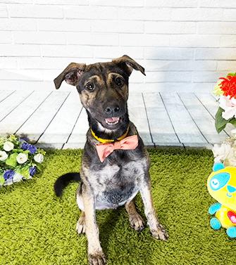 AUGGIE, ADOPTABLE, Young Male Labrador Retriever.