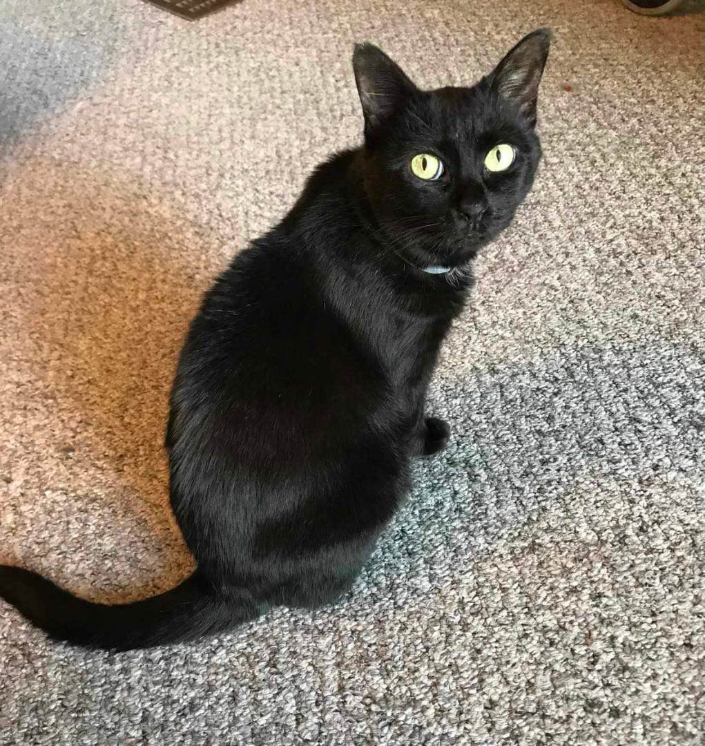 EBBIE, Adoptable, Senior Female Domestic Short Hair.