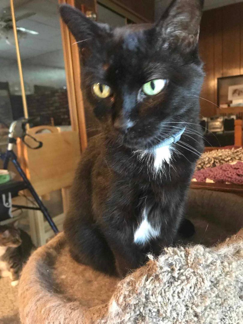 EBBIE, a Adoptable Domestic Short Hair in Heath, OH image 3/3