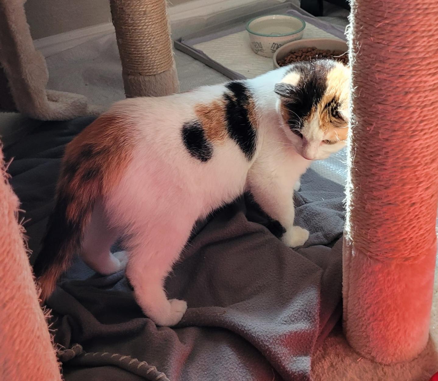 Enlarge Millie, an adopted Calico in Vacaville, CA image 2/5