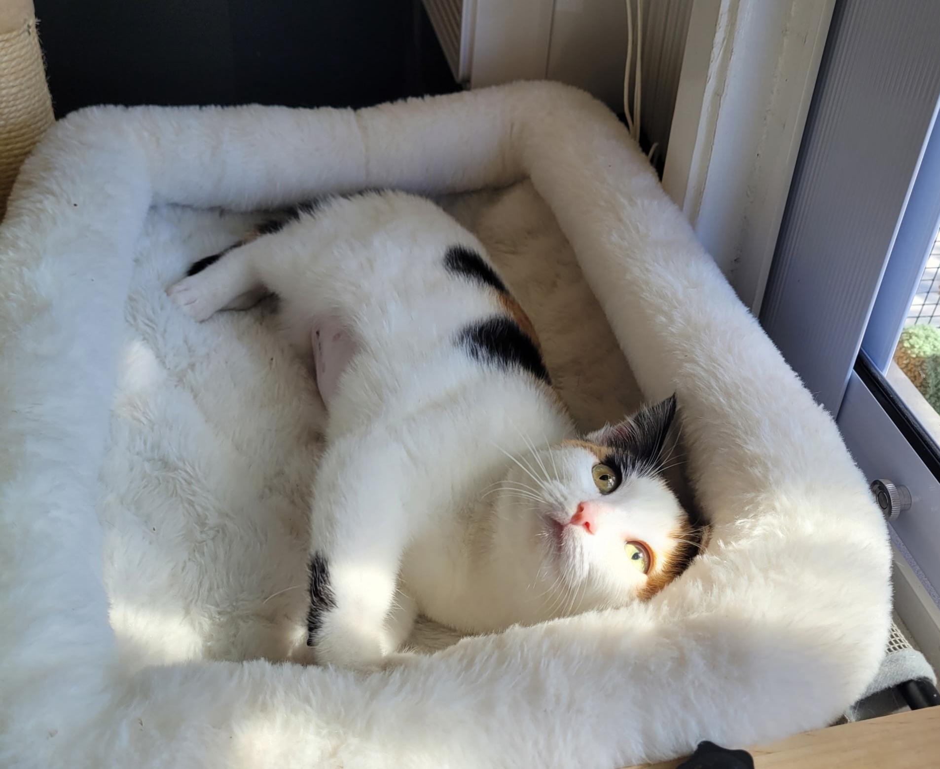 Enlarge Millie, an adopted Calico in Vacaville, CA image 3/5