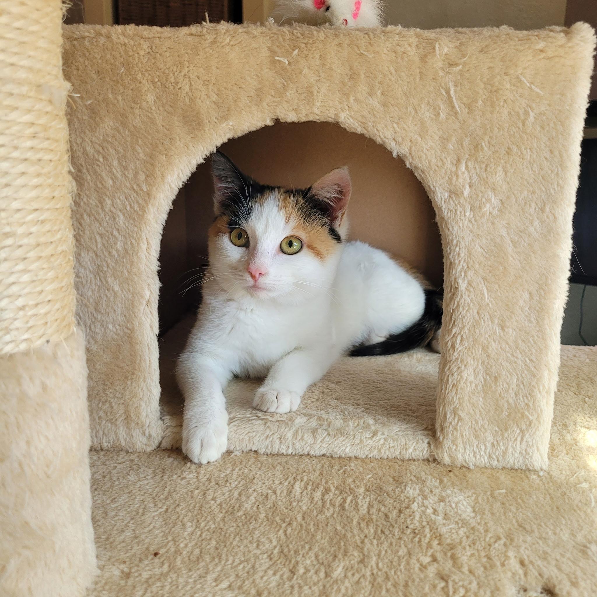 Millie — thumbnail 3