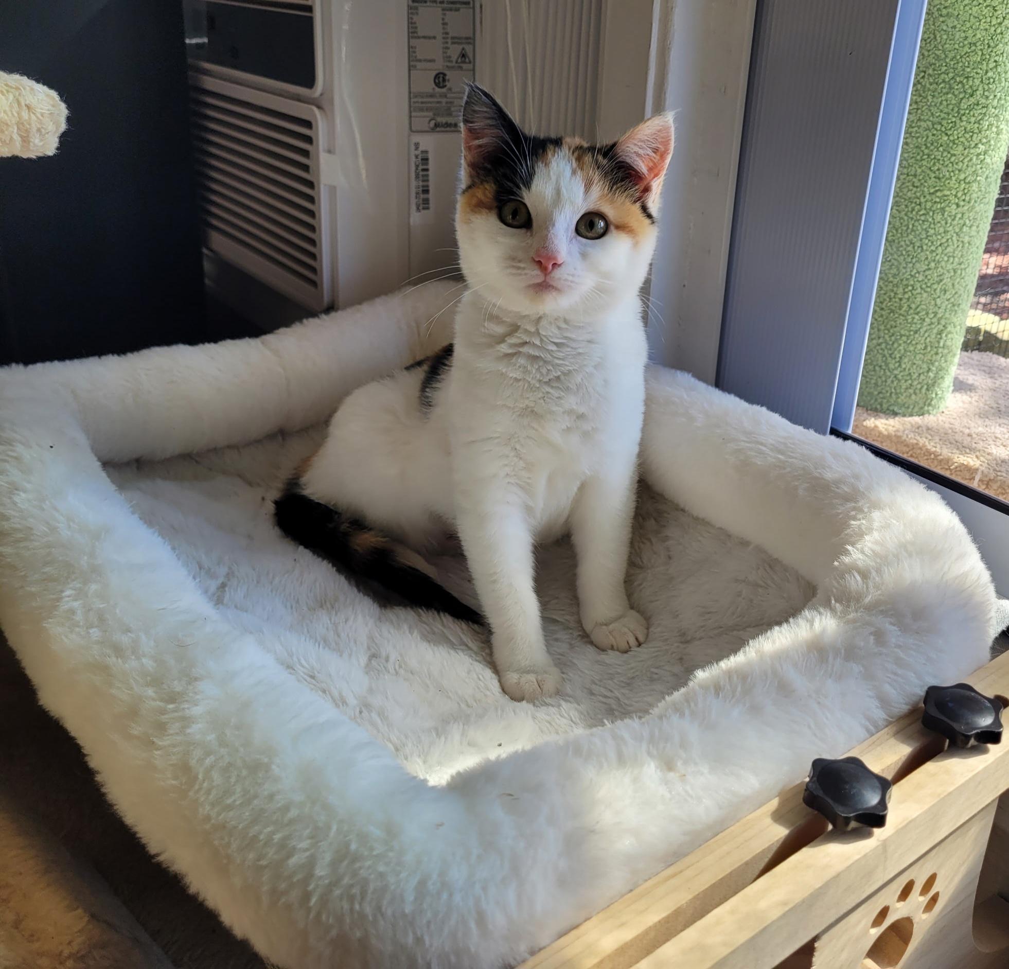 Enlarge Millie, an adopted Calico in Vacaville, CA image 4/5